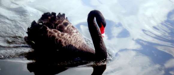 Der Black Swan – Wichtiger Teil des Spiels